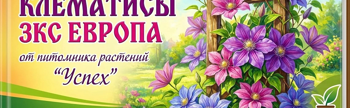 Клематисы ЗКС